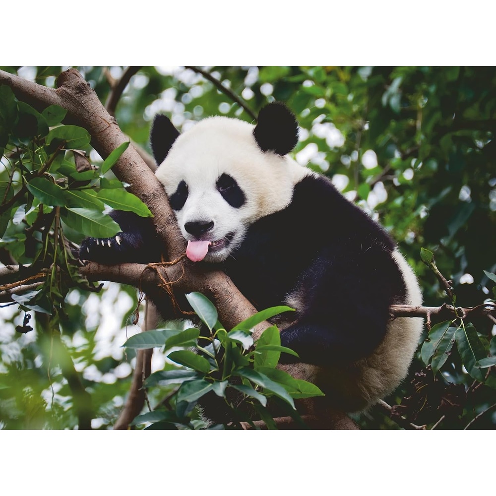 image:imageRavensburger Puzzle 12000351 Pandabr 500 Teile Puzzle fr Erwachsene und Kinder ab 12 Jahren TierPuzzleModern