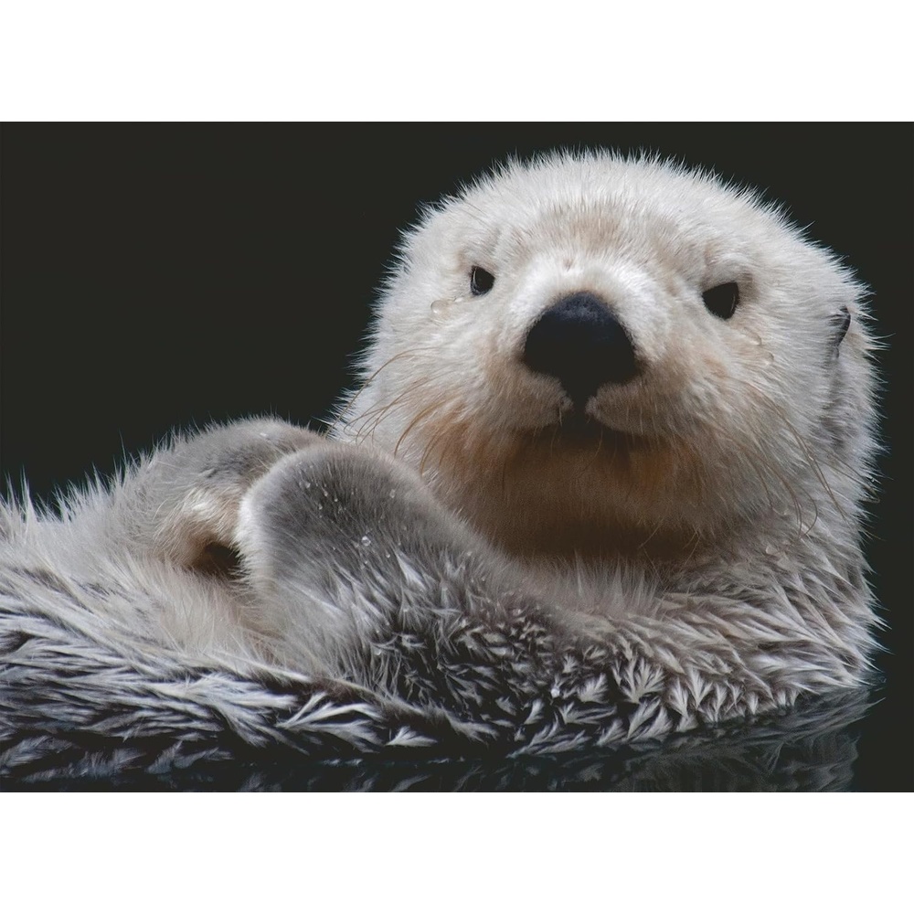 image:imageRavensburger Puzzle Ser Kleiner Otter 500 Teile Puzzle fr ErwachseneModern