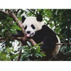 Ravensburger Puzzle 12000351 – Pandabär – 500 Teile Puzzle für Erwachsene und Kinder ab 12 Jahren, Tier-Puzzle(Modern)