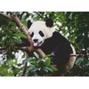 Ravensburger Puzzle 12000351 – Pandabär – 500 Teile Puzzle für Erwachsene und Kinder ab 12 Jahren, Tier-Puzzle(Tiermotive  exquisit)