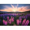 Ravensburger Puzzle Lupinen – 500 Teile Puzzle für Erwachsene(Modern)