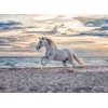 Ravensburger Puzzle Pferd am Strand – 500 Teile Puzzle für Erwachsene(Pferd am Strand)