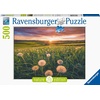 Ravensburger Puzzle Pusteblumen im Sonnenuntergang – 500 Teile Puzzle(Antik)