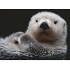 Ravensburger Puzzle Süßer Kleiner Otter – 500 Teile Puzzle für Erwachsene(Klassisch)