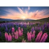 Ravensburger Puzzle Lupinen – 500 Teile Puzzle für Erwachsene(Antik)