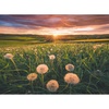 Ravensburger Puzzle Pusteblumen im Sonnenuntergang – 500 Teile Puzzle(Antik)