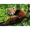 Ravensburger Puzzle Süßer roter Panda – 500 Teile Puzzle für Erwachsene(Modern)