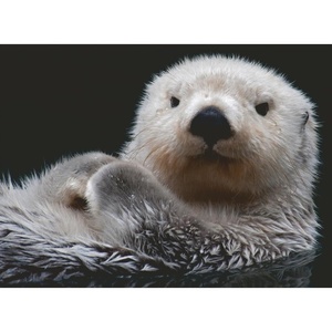 Ravensburger Puzzle Süßer Kleiner Otter – 500 Teile Puzzle für Erwachsene(Modern)